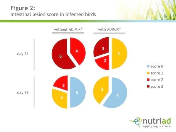 The mechanisms underlying the beneficial effects of precision delivery coated butyrate in a necrotic enteritis model in broilers - Image 2