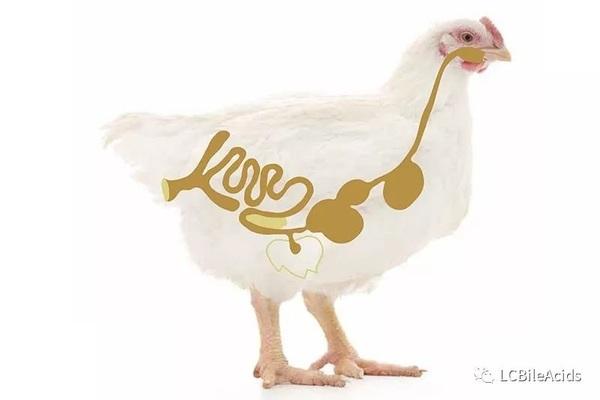 How to improve eggshell quality with cod liver oil and calcium - Image 1