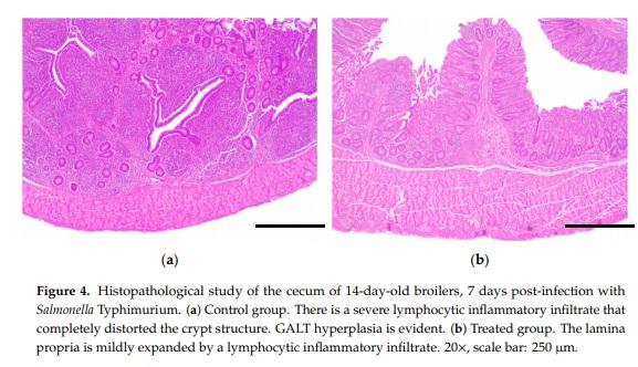 Reduction of Salmonella Typhimurium Cecal Colonisation and Improvement of Intestinal Health in Broilers Supplemented with Fermented Defatted ‘Alperujo’, an Olive Oil By-Product - Image 8
