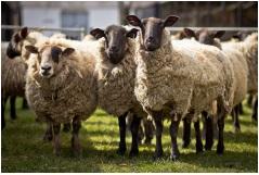 Solutions focused on ruminant nutrition - Image 2