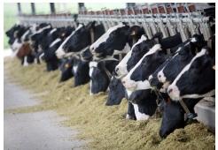 Solutions focused on ruminant nutrition - Image 1