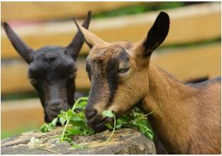 Solutions focused on ruminant nutrition - Image 1