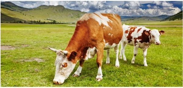 Solutions focused on ruminant nutrition - Image 1