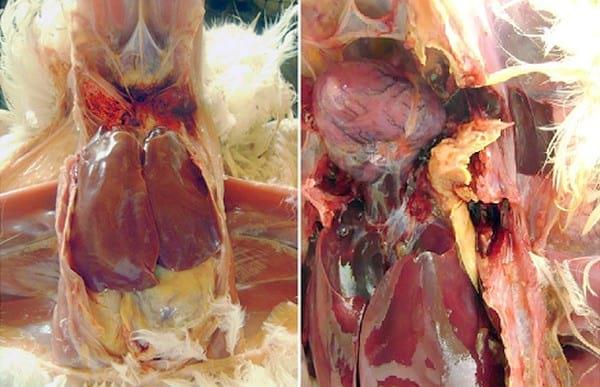 Fowl Cholera in poultry - Image 3