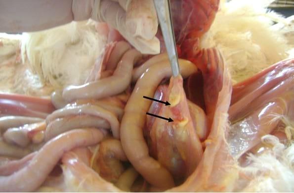 Fowl Cholera in poultry - Image 5