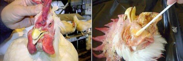 Fowl Cholera in poultry - Image 4
