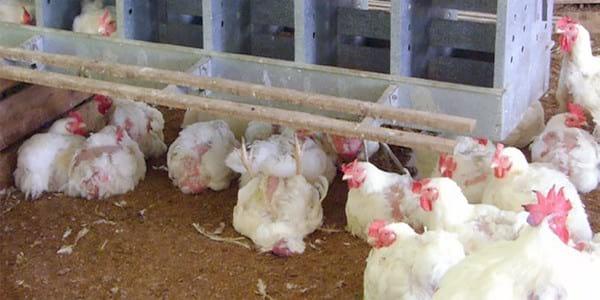 Fowl Cholera in poultry - Image 6