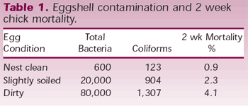 Reducing Contamination of Hatching Eggs - Image 1