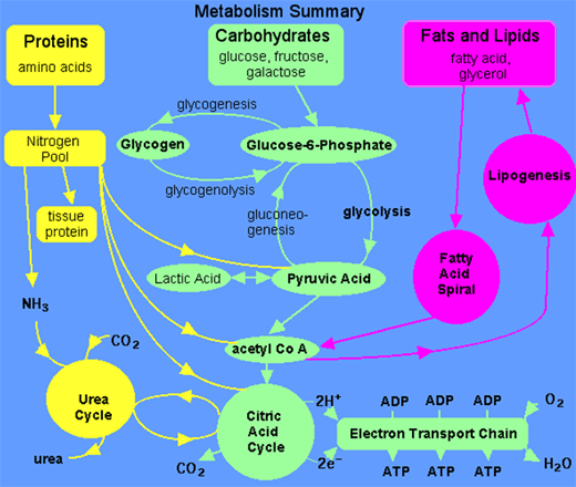 Sugar Syrup - A High Energy Feed Vis A Vis Animal Production - Image 2