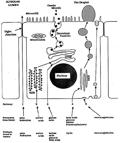 Sugar Syrup - A High Energy Feed Vis A Vis Animal Production - Image 3