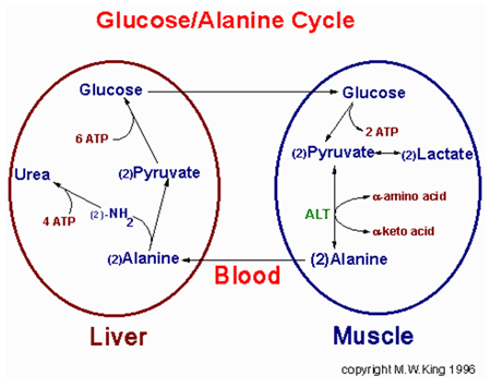 Sugar Syrup - A High Energy Feed Vis A Vis Animal Production - Image 4