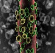 Live yeast action on the rumen: unlocking fiber potential to optimize feed value - Image 1