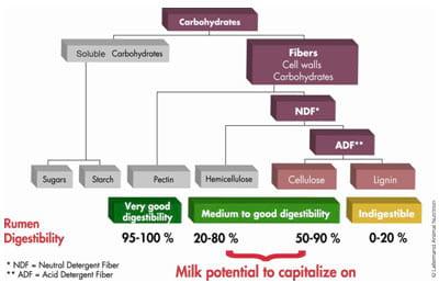 Live yeast action on the rumen: unlocking fiber potential to optimize feed value - Image 2