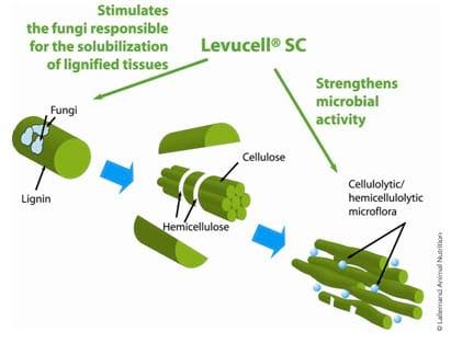 Live yeast action on the rumen: unlocking fiber potential to optimize feed value - Image 3