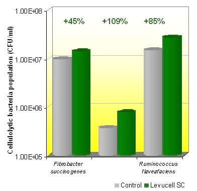 Live yeast action on the rumen: unlocking fiber potential to optimize feed value - Image 4