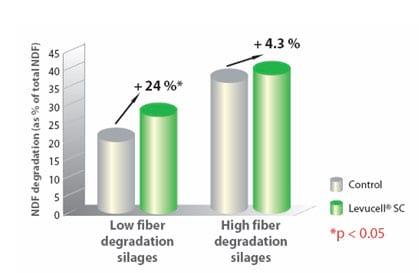 Live yeast action on the rumen: unlocking fiber potential to optimize feed value - Image 5