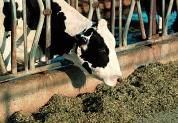 Live yeast action on the rumen: unlocking fiber potential to optimize feed value - Image 6