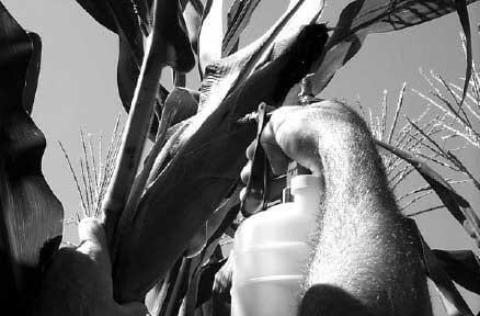 Comparison of Two Inoculation Methods for Evaluating Corn for Resistance to Aflatoxin Contamination - Image 1