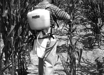 Comparison of Two Inoculation Methods for Evaluating Corn for Resistance to Aflatoxin Contamination - Image 2