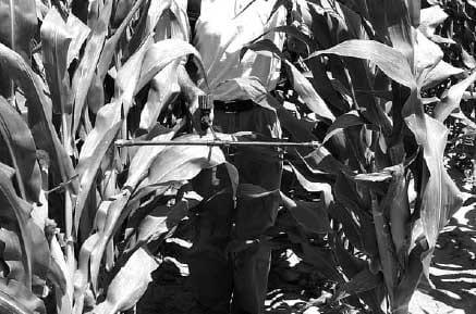 Comparison of Two Inoculation Methods for Evaluating Corn for Resistance to Aflatoxin Contamination - Image 6