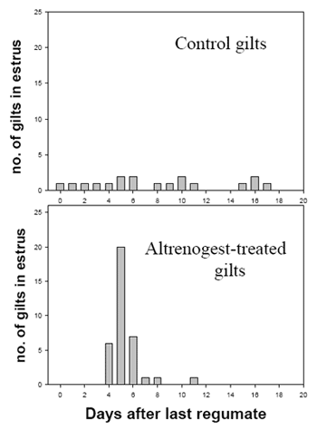 Using Regumate to Control Estrus in Swine - Image 1