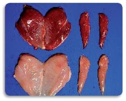 Ascites in poultry - Image 2