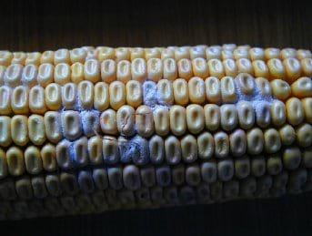Fumonisins - Mycotoxins of increasing importance! - Image 2