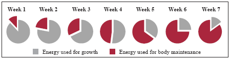 Early Feed Intake and Bird Performance - Image 1