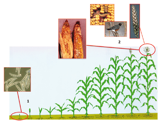 Mycotoxins: a simple explanation for a complex topic (II) - Image 3