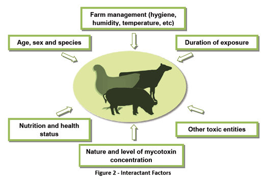 Mycotoxins: a simple explanation for a complex topic (II) - Image 4