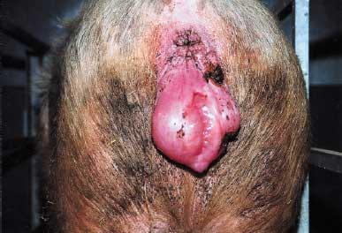 Mycotoxins: a simple explanation for a complex topic (III) - Image 2