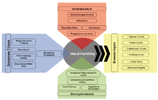 Mycotoxins: a simple explanation for a complex topic (III) - Image 4
