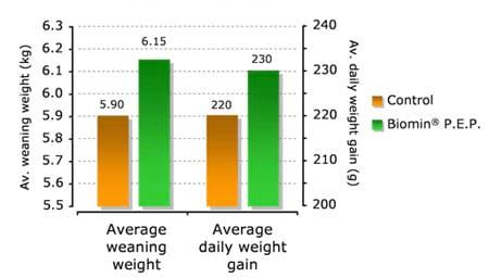 Phytogenics as powerful performance enhancers in piglet production - Image 2
