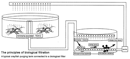 AQUACULTURE: Water Quality and Disease - Image 3