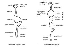 Nutrients for Cattle - Image 1