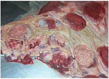 Spoiled Feeds, Molds, Mycotoxins and Animal Health - Image 1