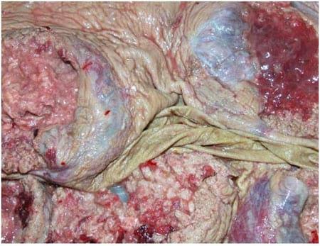Spoiled Feeds, Molds, Mycotoxins and Animal Health - Image 2