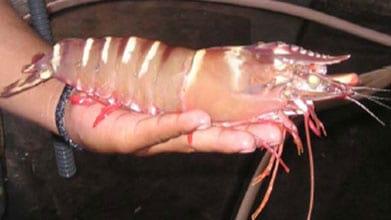 Vibriosis in Shrimp Aquaculture - Image 1
