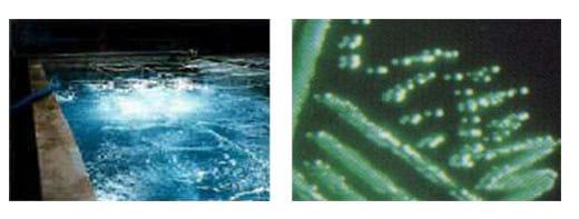 Vibriosis in Shrimp Aquaculture - Image 2