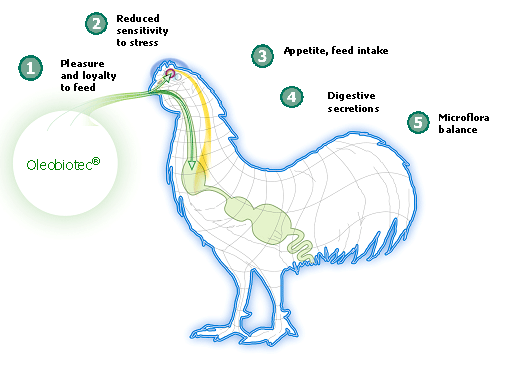 A natural alternative to poultry growth promoters - Image 1