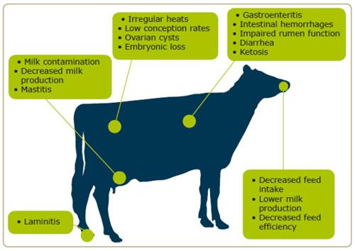 Mycotoxins in silages - Image 1
