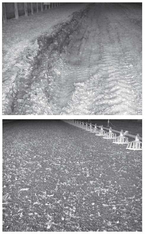 Litter Preparation Between Flocks: Management is the Key - Image 2