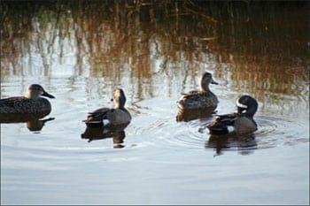 Avian Influenza A virus: Bird Flu - Image 1