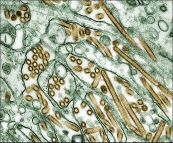 Avian Influenza A virus: Bird Flu - Image 2