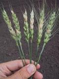 Dealing with Fusarium Head Blight - Image 1