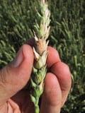 Dealing with Fusarium Head Blight - Image 3