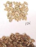 Dealing with Fusarium Head Blight - Image 4