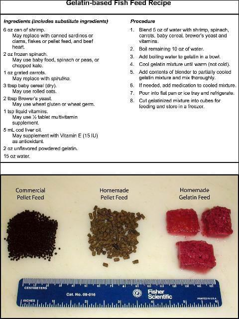 Preparing Your Own Fish Feeds - Image 4