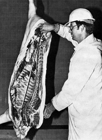 Pork Carcass Evaluation and Procedures - Image 5