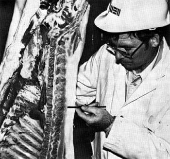 Pork Carcass Evaluation and Procedures - Image 8